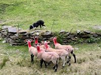 10. Tag – Ring of Kerry – Besuch beim Schäfer Tom