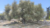 ebenda