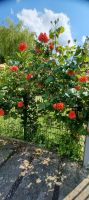 Rosenstock im Schlossgarten