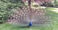 Borromäische Inseln - Isola Madre - mit Englischem Garten - Pfau