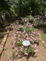 Rosengarten