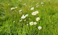Blumenwiese