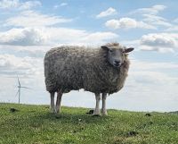 Deichschaf