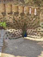 Radschlag beim Pfauentreff - Sao Jorge Castelo