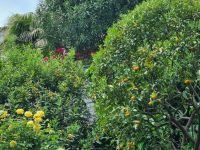 Lago Maggiore - Garten auf der Isola Madre (Mutterinsel)
