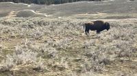 Fahrt durch den Yellowstone Nationalpark - erste Bisons sind zu sehen