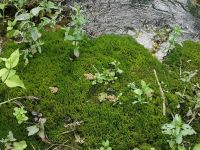 Schau genau - wieviele Frösche kannst du zählen?