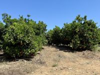 Orangenplantage 