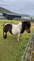 Shetland Pony