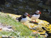 Noss National Nature Reserve: Papageientaucher