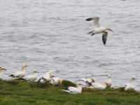 Noss National Nature Reserve: Basstölpel