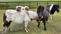 Shetland Ponies