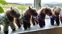 Shetland Ponies in der Lerwick Brewery