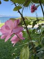 Blütenpracht im Garten des Hotels Punta Negra
