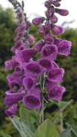 La Seigneurie, House and Gardens - Sark 