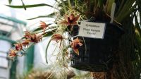 Eric Young Orchid Foundation - Jersey