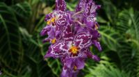 Eric Young Orchid Foundation - Jersey