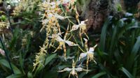 Eric Young Orchid Foundation - Jersey
