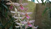 Eric Young Orchid Foundation - Jersey