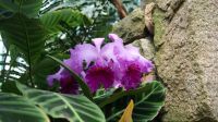 Eric Young Orchid Foundation - Jersey