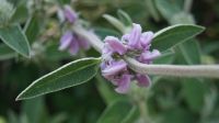 Eric Young Orchid Foundation - Jersey