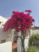 Blumen an Hauswand 