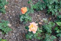 Im Rosengarten