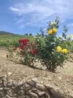 Rosen vor dem Weinberg