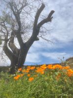 Blumen vor altem Baum 