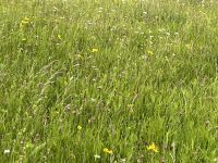 Blumenwiese