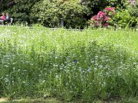 Blumenwiese, Mainau