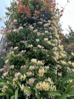 25.05.2025:  Botanischer Garten Samares Manor