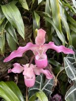 28.05.2025 Eric Young Orchid Foundation