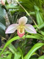 28.05.2025 Eric Young Orchid Foundation