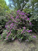 28.05.2025 Gartentour auf Jersey- zu Besuch bei Mrs. Binney