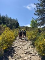 Blütenpracht am Wegesrand