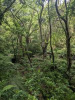 Levada Wanderung Ribeirio Frio, Lorbeerwald