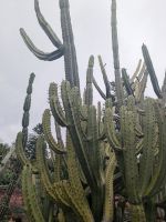 Kakteen im Botanischen Garten 