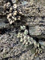 Spanien, Ribadeo, Kathedralenstrand, Entenfussmuscheln