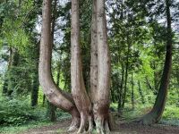 9. Tag – Ennis bis Tralee – Wanderung in Coole Park – Rotzeder