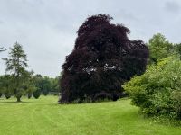 9. Tag – Ennis bis Tralee – Wanderung in Coole Park – Autograph Tree (Unterschriftenbaum)
