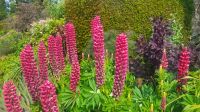 105 - Cawdor Castle