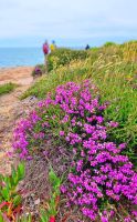 Wanderung an der Südküste von Jersey - Heidekraut