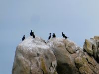 Kormorana bei den Chaussey-Inseln