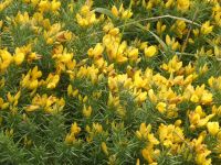 Blumenpracht am Cap Fréhel 