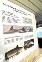 Rundreise Island - Bootsfahrt Walsafari