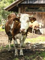 Sie liefern die Milch für den leckeren Käse und das Fleisch für die Wurst