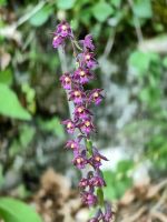 Braunroter Stendelwurz am Wegesrand zur Teufelsbrücke