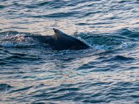 Rundreise Island - Bootsfahrt Walsafari