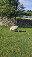 Goathland/ Hogsmead